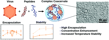 Graphical abstract: Thermostabilization of viruses via complex coacervation