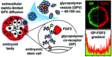 Graphical abstract: Spatially controlled glycocalyx engineering for growth factor patterning in embryoid bodies