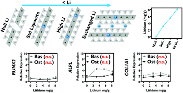 Graphical abstract: The role of lithium in the osteogenic bioactivity of clay nanoparticles