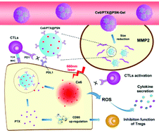 Graphical abstract: A size-tunable nanoplatform: enhanced MMP2-activated chemo-photodynamic immunotherapy based on biodegradable mesoporous silica nanoparticles