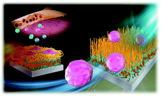 Graphical abstract: Selective capture and non-invasive release of cells using a thermoresponsive polymer brush with affinity peptides