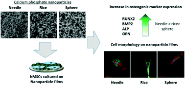 Graphical abstract: The shape-effect of calcium phosphate nanoparticle based films on their osteogenic properties