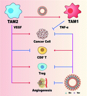 Graphical abstract: Deformable liposomal codelivery of vorinostat and simvastatin promotes antitumor responses through remodeling tumor microenvironment