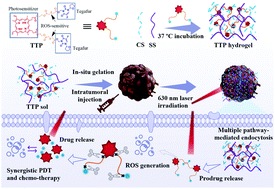 Graphical abstract: An ROS-sensitive tegafur-PpIX-heterodimer-loaded in situ injectable thermosensitive hydrogel for photodynamic therapy combined with chemotherapy to enhance the tegafur-based treatment of breast cancer