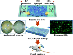 Graphical abstract: Homogeneous and efficient production of a bacterial nanocellulose-lactoferrin-collagen composite under an electric field as a matrix to promote wound healing