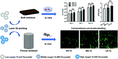 Graphical abstract: The increased oxygen content in tantalum leads to decreased bioactivity and osteogenic ability of tantalum implants