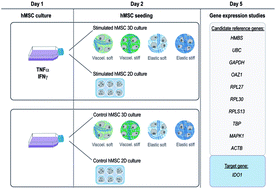 Graphical abstract: 3D encapsulation and inflammatory licensing of mesenchymal stromal cells alter the expression of common reference genes used in real-time RT-qPCR