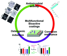 Graphical abstract: Based on the synergistic effect of Mg2+ and antibacterial peptides to improve the corrosion resistance, antibacterial ability and osteogenic activity of magnesium-based degradable metals