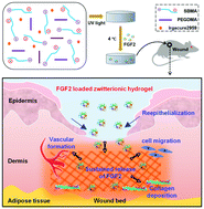 Graphical abstract: Zwitterionic hydrogel for sustained release of growth factors to enhance wound healing