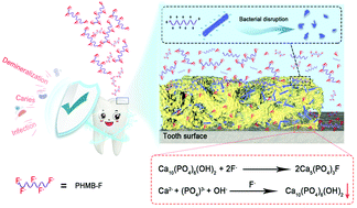 Graphical abstract: Synthesis and characterization of an anti-caries and remineralizing fluorine-containing cationic polymer PHMB-F
