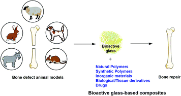 Graphical abstract: In vivo behavior of bioactive glass-based composites in animal models for bone regeneration