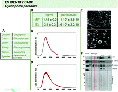 Graphical abstract: Isolation of extracellular vesicles from microalgae: towards the production of sustainable and natural nanocarriers of bioactive compounds