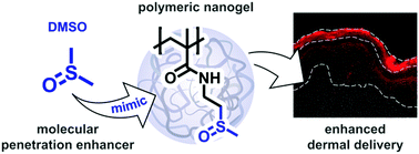 Graphical abstract: Sulfoxide-functionalized nanogels inspired by the skin penetration properties of DMSO