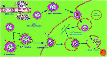 Graphical abstract: pH-Sensitive nanogels for drug delivery in cancer therapy