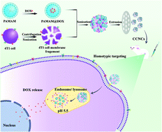 Graphical abstract: 4T1 cell membrane fragment reunited PAMAM polymer units disguised as tumor cell clusters for tumor homotypic targeting and anti-metastasis treatment
