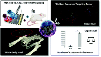 Graphical abstract: ‘Golden’ exosomes as delivery vehicles to target tumors and overcome intratumoral barriers: in vivo tracking in a model for head and neck cancer