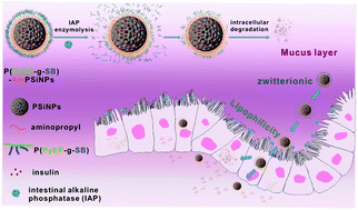 Graphical abstract: Bioinspired zwitterionic polyphosphoester modified porous silicon nanoparticles for efficient oral insulin delivery