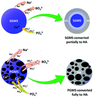 Graphical abstract: Rapid conversion of highly porous borate glass microspheres into hydroxyapatite