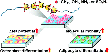 Graphical abstract: Dual effect of molecular mobility and functional groups of polyrotaxane surfaces on the fate of mesenchymal stem cells