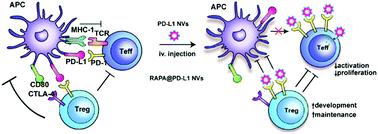 Graphical abstract: PD-L1 cellular nanovesicles carrying rapamycin inhibit alloimmune responses in transplantation