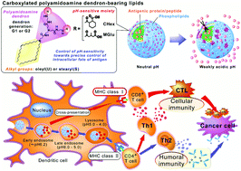Graphical abstract: Carboxylated polyamidoamine dendron-bearing lipid-based assemblies for precise control of intracellular fate of cargo and induction of antigen-specific immune responses