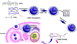 Graphical abstract: Responsive hyaluronic acid-gold cluster hybrid nanogel theranostic systems