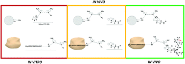 Graphical abstract: Interventional nuclear medicine: “click” chemistry as an in vivo targeting strategy for imaging microspheres and bacteria