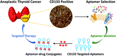 Graphical abstract: Synthesis and characterization of CD133 targeted aptamer–drug conjugates for precision therapy of anaplastic thyroid cancer