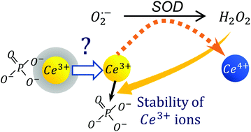 Graphical abstract: Tunable phosphate-mediated stability of Ce3+ ions in cerium oxide nanoparticles for enhanced switching efficiency of their anti/pro-oxidant activities