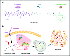 Graphical abstract: CD133 peptide-conjugated pyropheophorbide-a as a novel photosensitizer for targeted photodynamic therapy in colorectal cancer stem cells