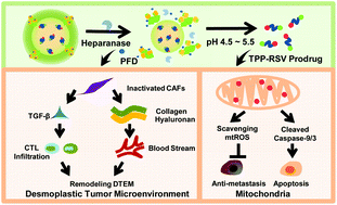 Graphical abstract: On-demand responsive nanoplatform mediated targeting of CAFs and down-regulating mtROS-PYK2 signaling for antitumor metastasis