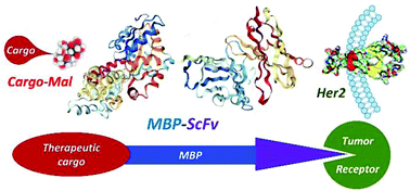 Graphical abstract: Single chain variable fragment fused to maltose binding protein: a modular nanocarrier platform for the targeted delivery of antitumorals