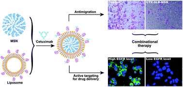 Graphical abstract: Cetuximab functionalization strategy for combining active targeting and antimigration capacities of a hybrid composite nanoplatform applied to deliver 5-fluorouracil: toward colorectal cancer treatment