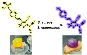 Graphical abstract: TCF-ALP: a fluorescent probe for the selective detection of Staphylococcus bacteria and application in “smart” wound dressings