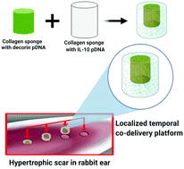 Graphical abstract: Localized temporal co-delivery of interleukin 10 and decorin genes using amediated by collagen-based biphasic scaffold modulates the expression of TGF-β1/β2 in a rabbit ear hypertrophic scarring model