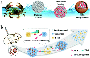 Graphical abstract: Metformin loaded porous particles with bio-microenvironment responsiveness for promoting tumor immunotherapy