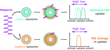 Graphical abstract: Heparin modulates the cellular uptake of nanomedicines