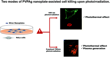 Graphical abstract: Photothermal therapy with silver nanoplates in HeLa cells studied by in situ fluorescence microscopy