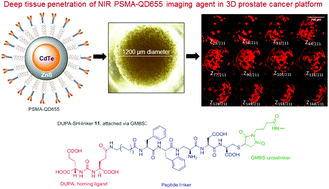 Graphical abstract: A targeted near-infrared nanoprobe for deep-tissue penetration and imaging of prostate cancer