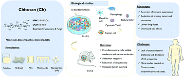 Graphical abstract: Immunomodulatory potential of chitosan-based materials for cancer therapy: a systematic review of in vitro, in vivo and clinical studies