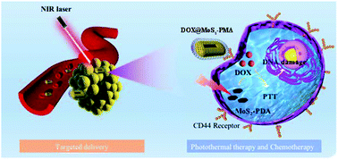 Graphical abstract: Coupling metal organic frameworks with molybdenum disulfide nanoflakes for targeted cancer theranostics