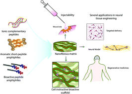 Graphical abstract: An overview of latest advances in exploring bioactive peptide hydrogels for neural tissue engineering