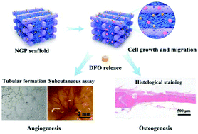 Graphical abstract: Construction of a nanofiber network within 3D printed scaffolds for vascularized bone regeneration