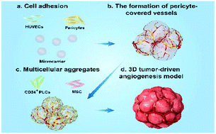 Graphical abstract: Establishment of a 3D model of tumor-driven angiogenesis to study the effects of anti-angiogenic drugs on pericyte recruitment