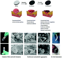 Graphical abstract: Thrombin immobilized polydopamine–diatom biosilica for effective hemorrhage control