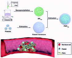 Graphical abstract: Hydrogen peroxide-responsive platelet membrane-coated nanoparticles for thrombus therapy