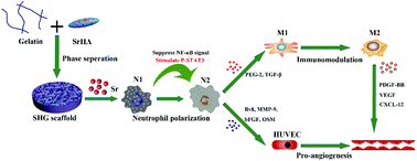 Graphical abstract: Retracted Article: Strontium-doped gelatin scaffolds promote M2 macrophage switch and angiogenesis through modulating the polarization of neutrophils