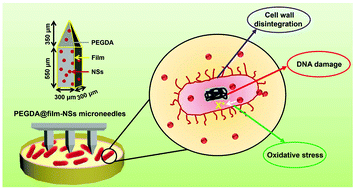 Graphical abstract: Intradermal administration of green synthesized nanosilver (NS) through film-coated PEGDA microneedles for potential antibacterial applications