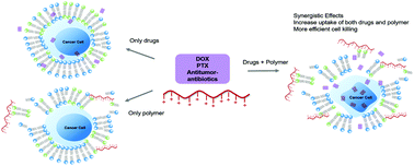 Graphical abstract: Cationic polymer synergizing with chemotherapeutics and re-purposing antibiotics against cancer cells