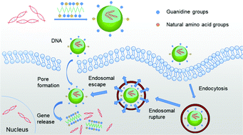 Graphical abstract: Guanidine-rich helical polypeptides bearing hydrophobic amino acid pendants for efficient gene delivery